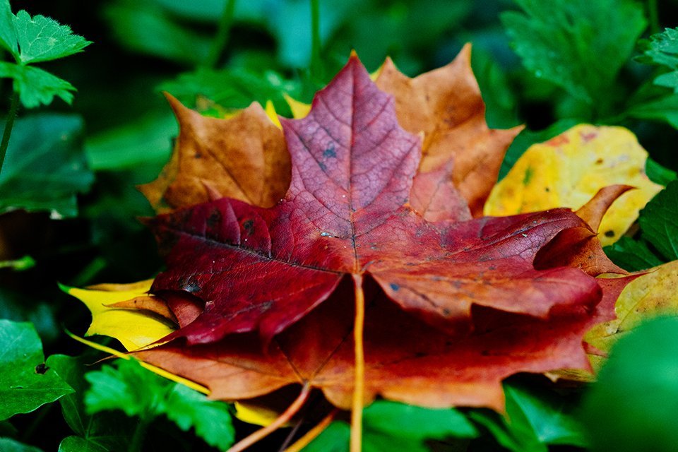 30 Day Autumn Photography Challenge #clicksphotochallenge