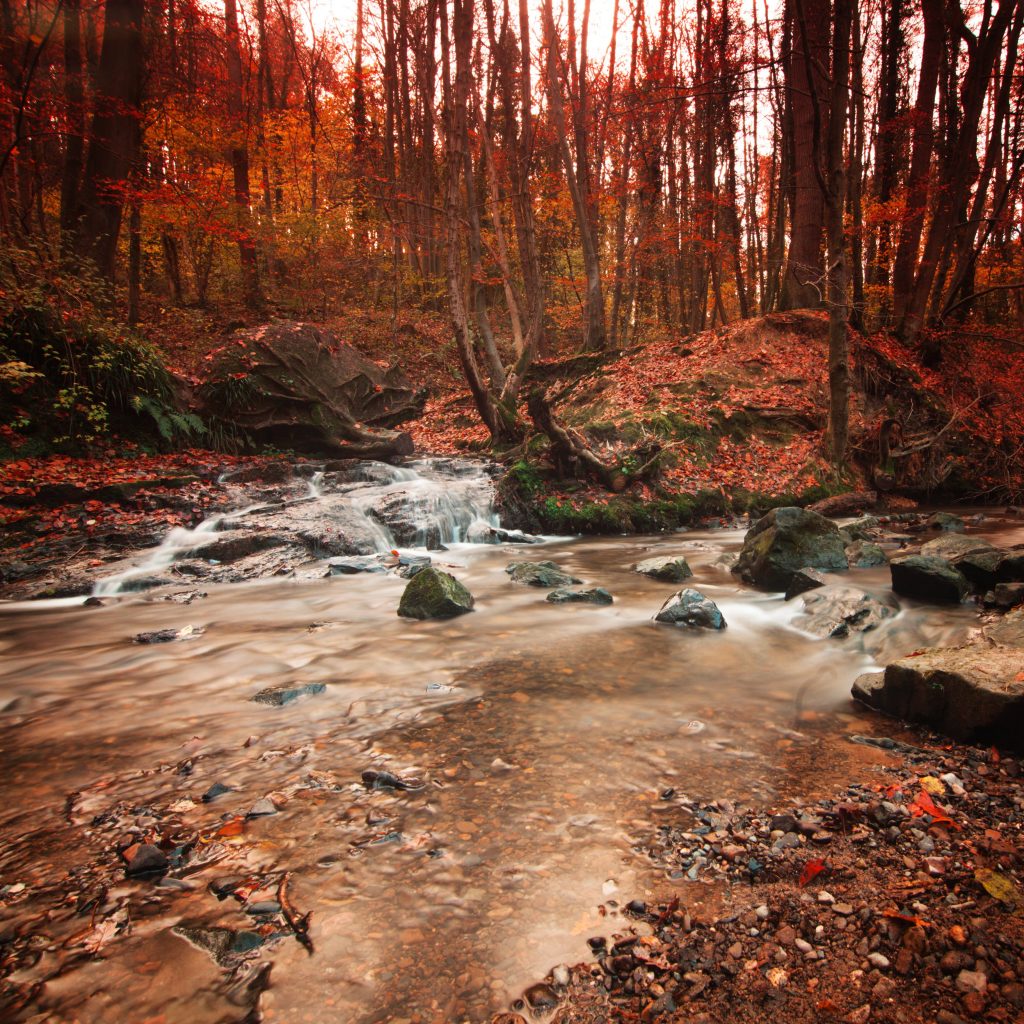 Wepre Woods in Autumn