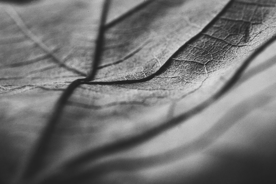 30 Day Autumn Photography Challenge #clicksphotochallenge