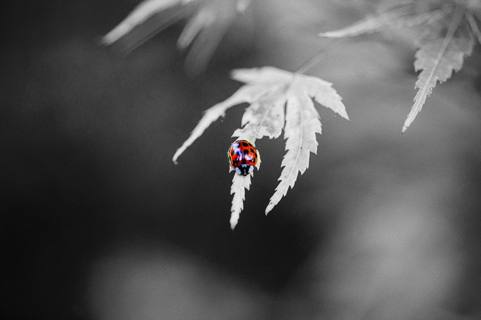 Newbie photography mistakes - Selective Colour