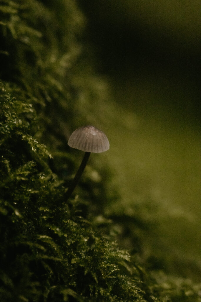 Example of getting too much noise and grain due to using too high ISO 