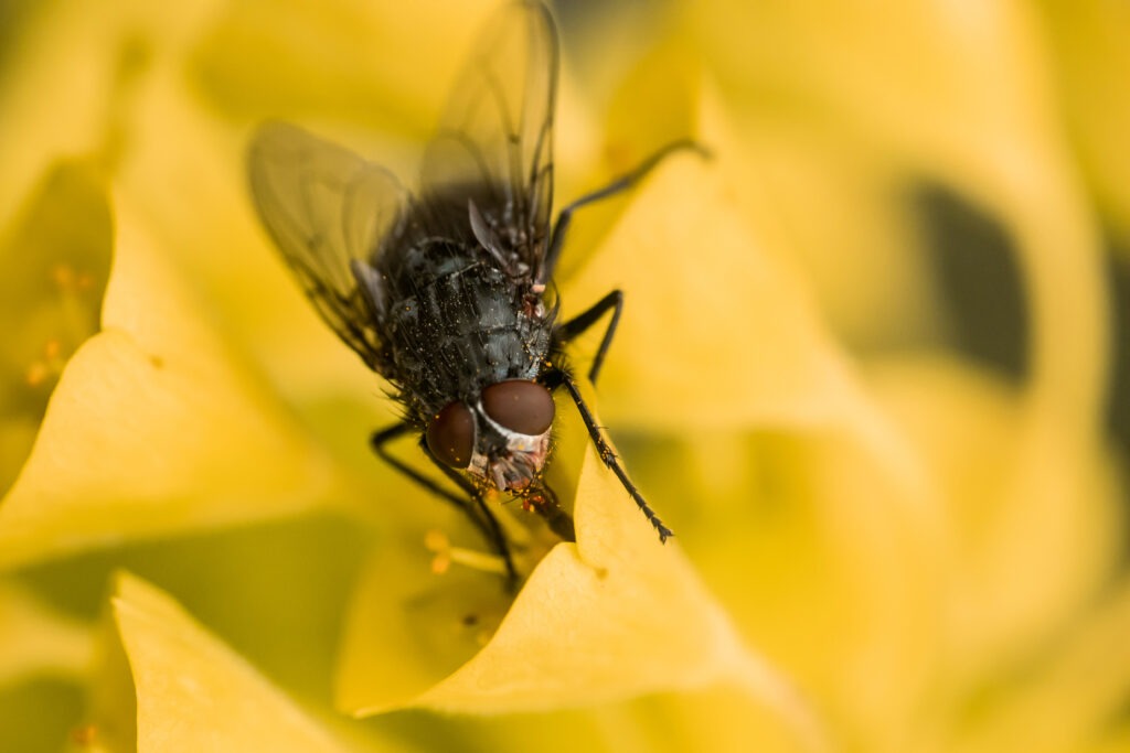 Example of Macro Photography
