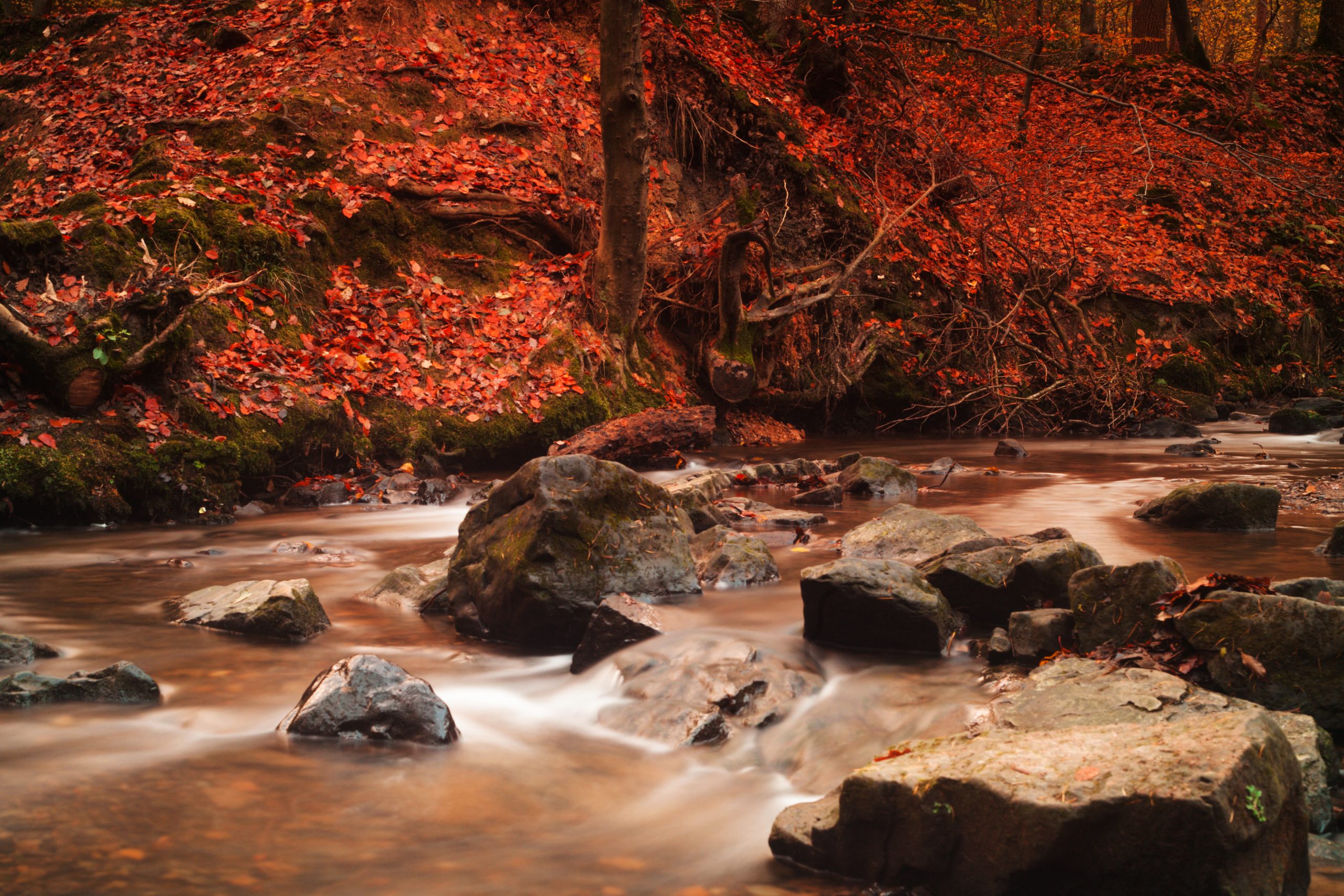 Long exposure water photography example - Stream in a woods during Autumn with red leaves