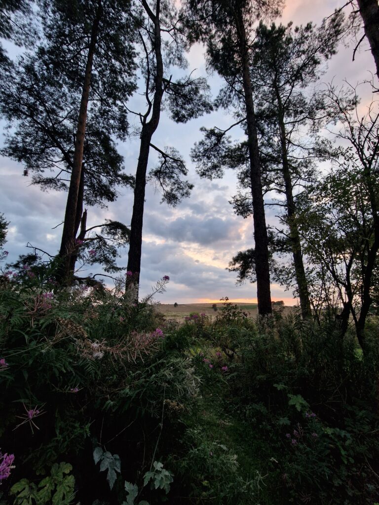 How To Take Good Photos On Your Phone - picture of symmetrical trees framing the sunset at stockhill woods
