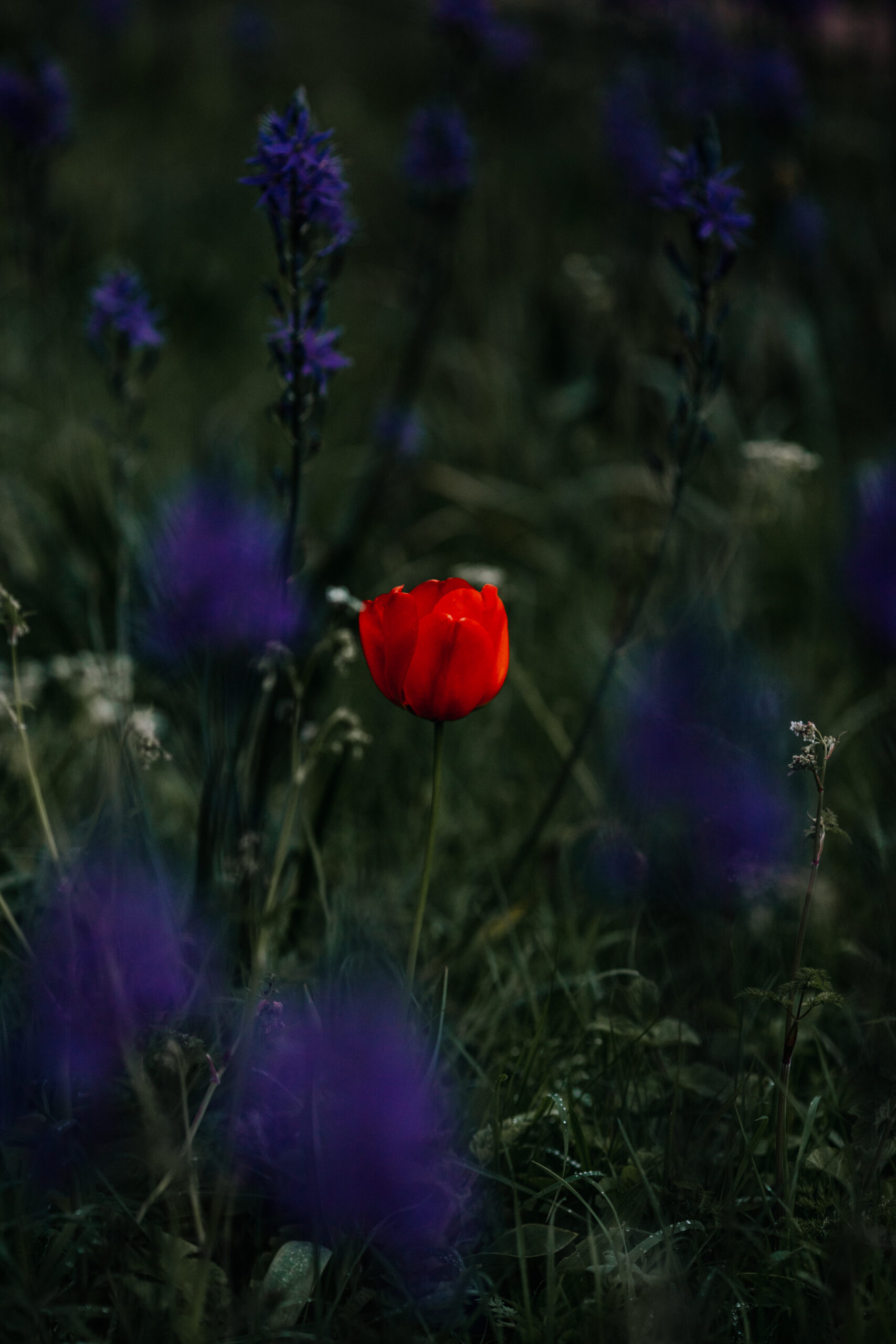 Tips for New Photographers - A photograph of a single red flower amongst purple flowers
