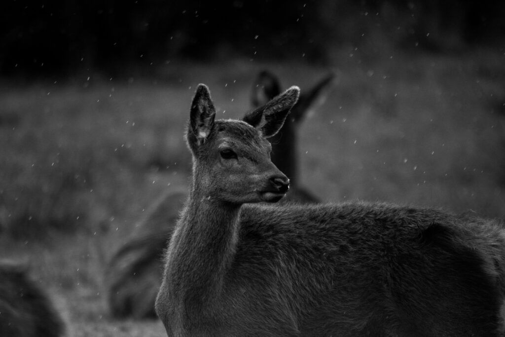 52 week photography challenge: Wildlife. A black and white picture of a red deer in the rain taken in the new forest
