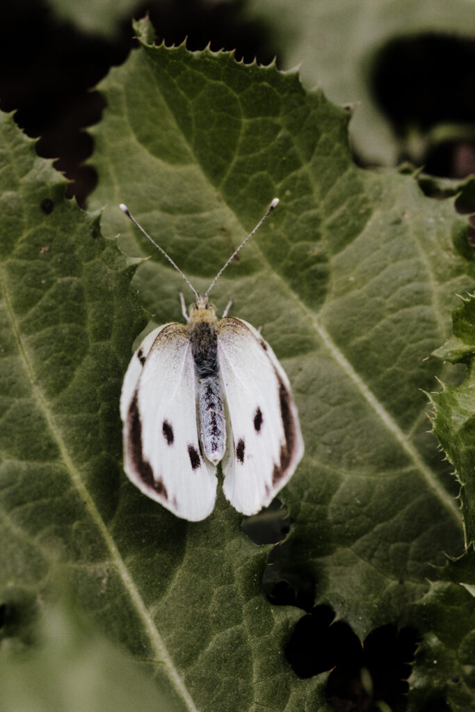 52 week photography challenge: in the garden. Picture of a butterfly resting on leaves