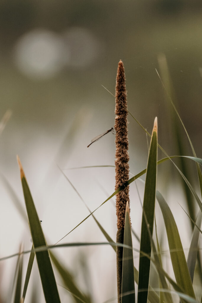 Photography terms explained:
Focal length