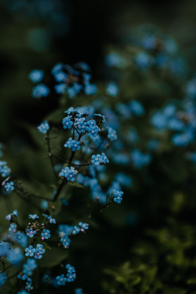 Blue forget me not flower photography