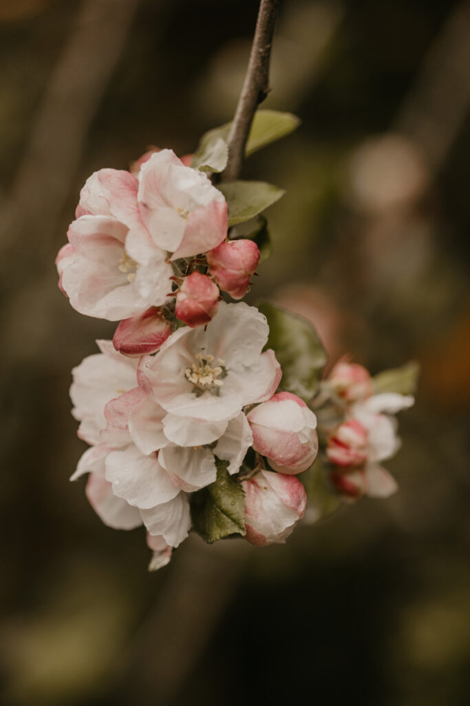 Spring Photography Ideas - Flowers and blooms.
A macro image of a flower blossoming