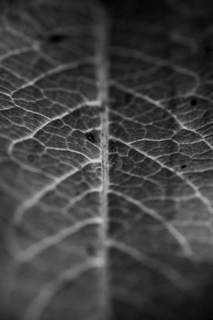 A black and white close up of the veins on a leaf