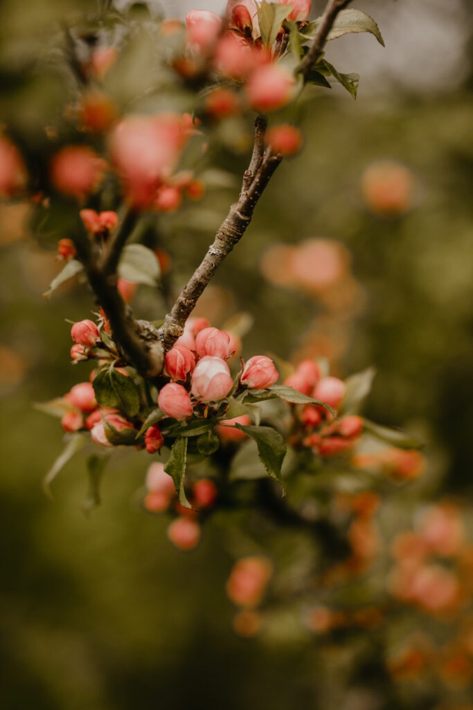 Spring Photography Ideas - Beginnings and Transitions
Flower buds on a branch