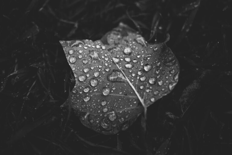 Rain Photography Guide & Inspiration