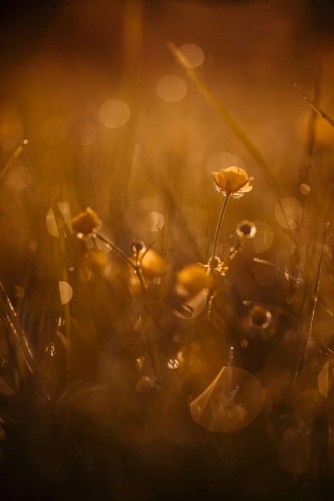 Spring Photography Ideas - Flower field at sunrise