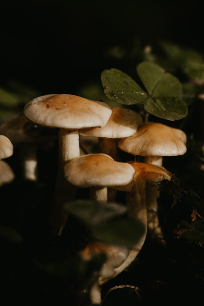 Autumn photography ideas