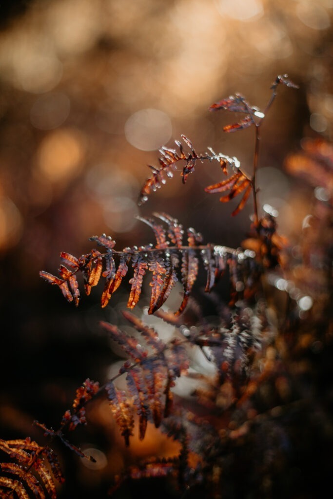 Autumn photography ideas