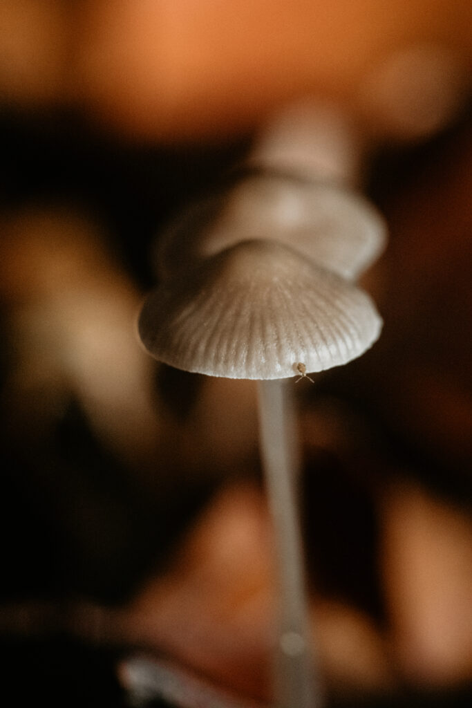 mushroom macro photo in the new forest - autumn photography ideas