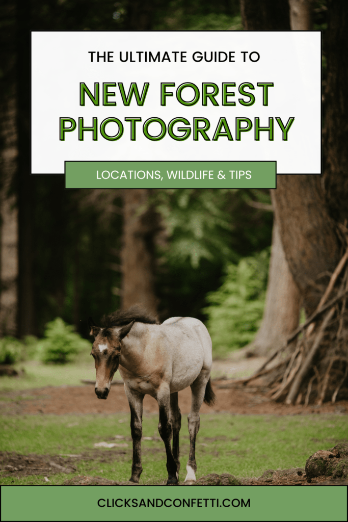 New Forest Photography - The Ultimate Guide