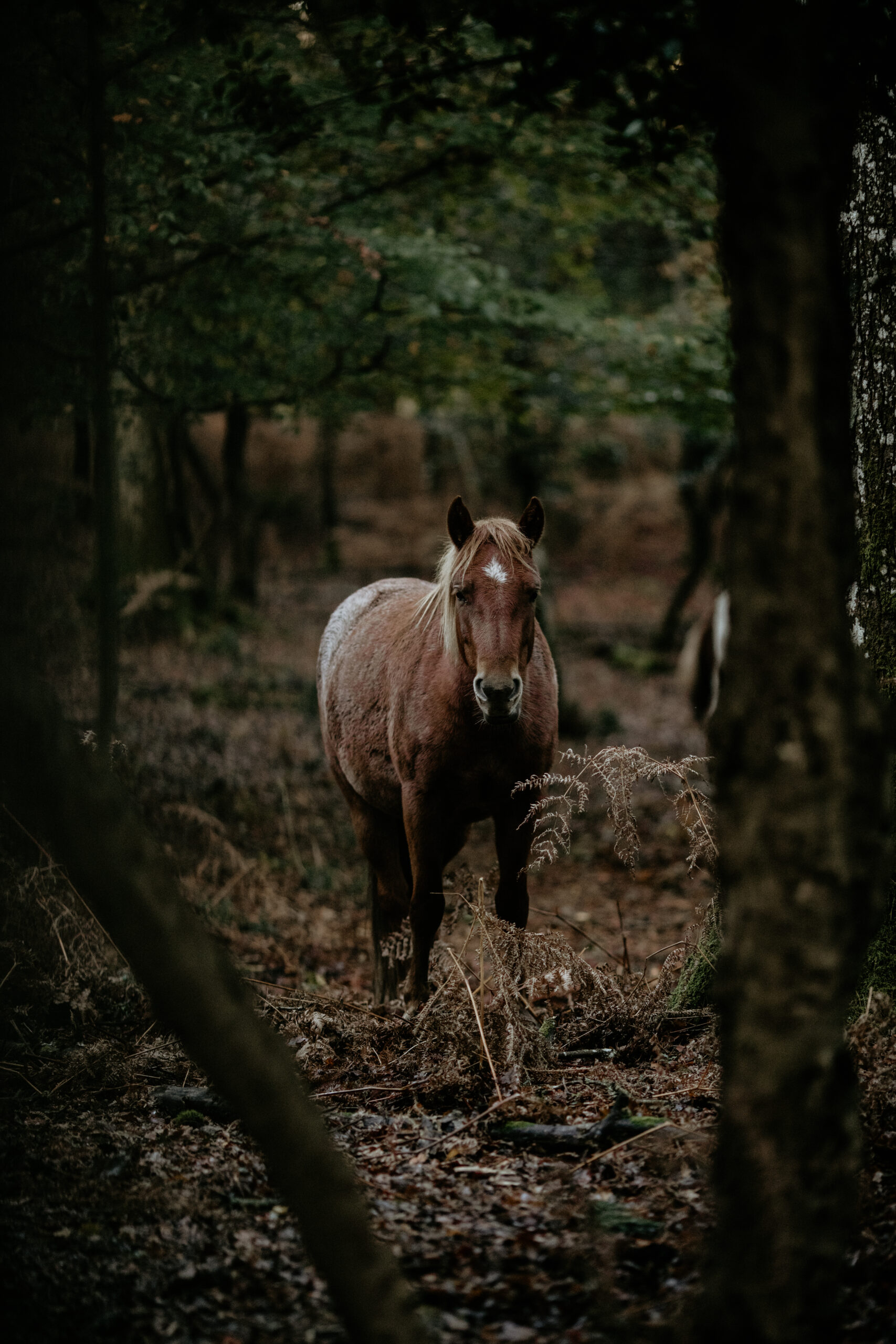 New Forest Photography - Puttles Bridge
