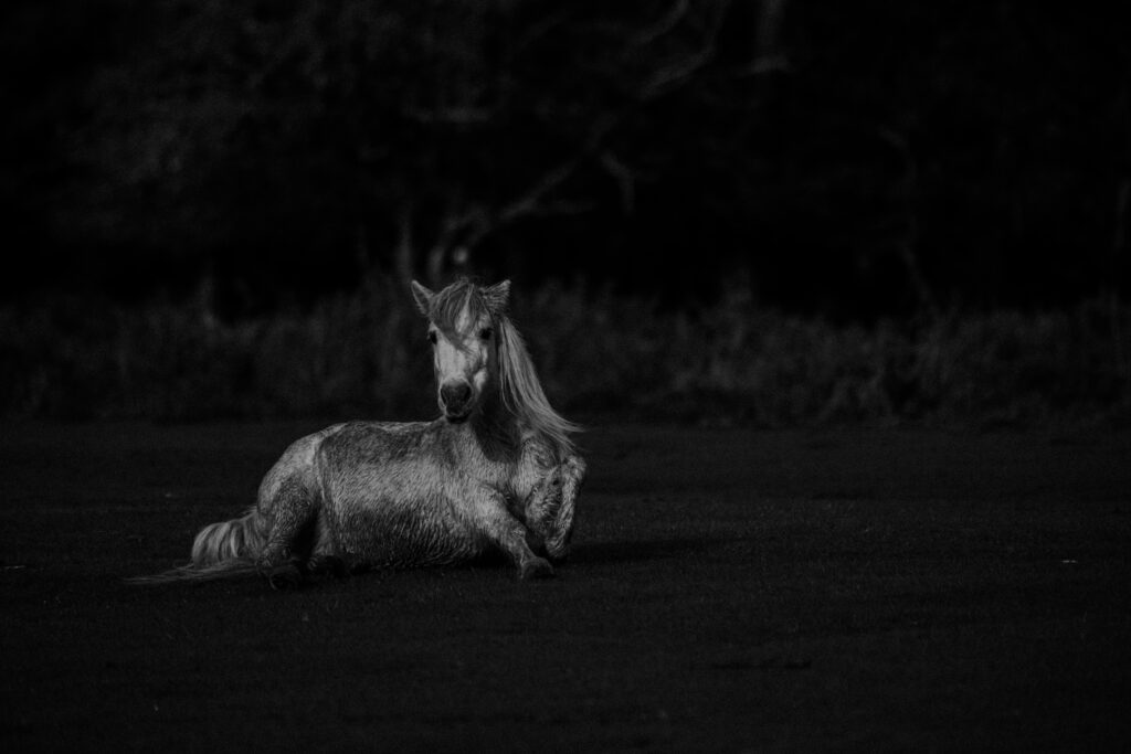 New Forest Photography - Ponies