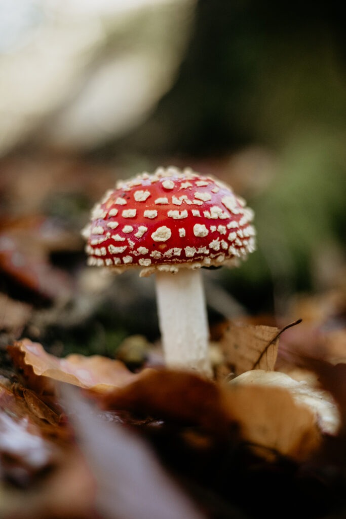 Fly Agaric, Toadstool Mushroom in Oakley, New Forest