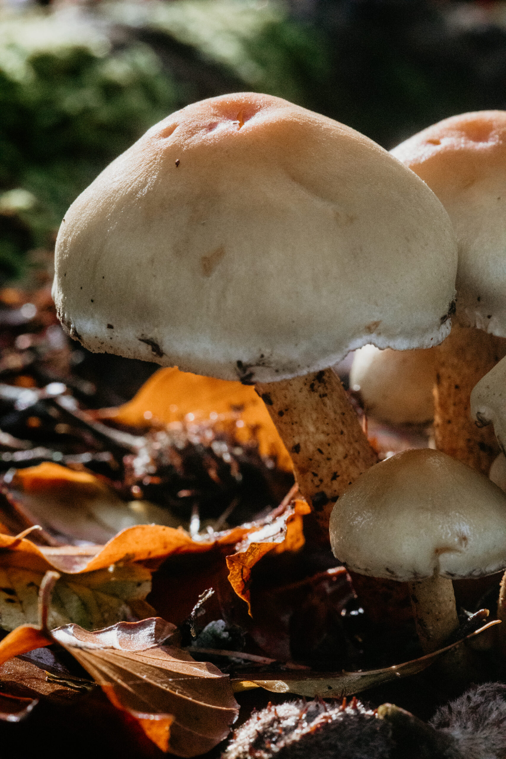New Forest Mushrooms