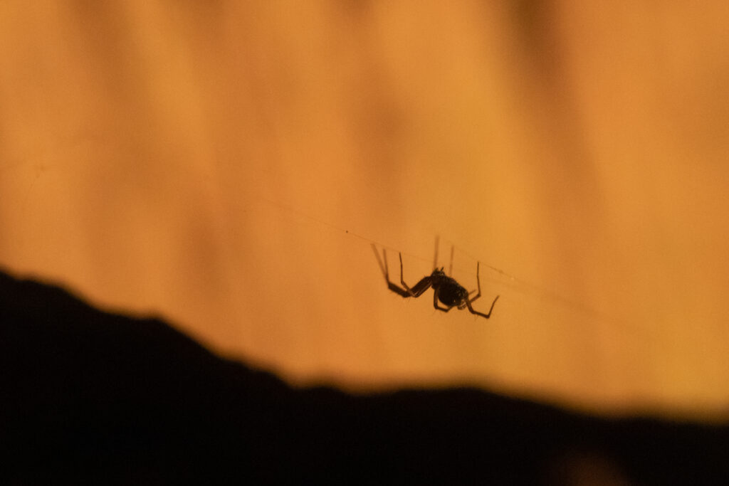 macro of a spider with an orange background