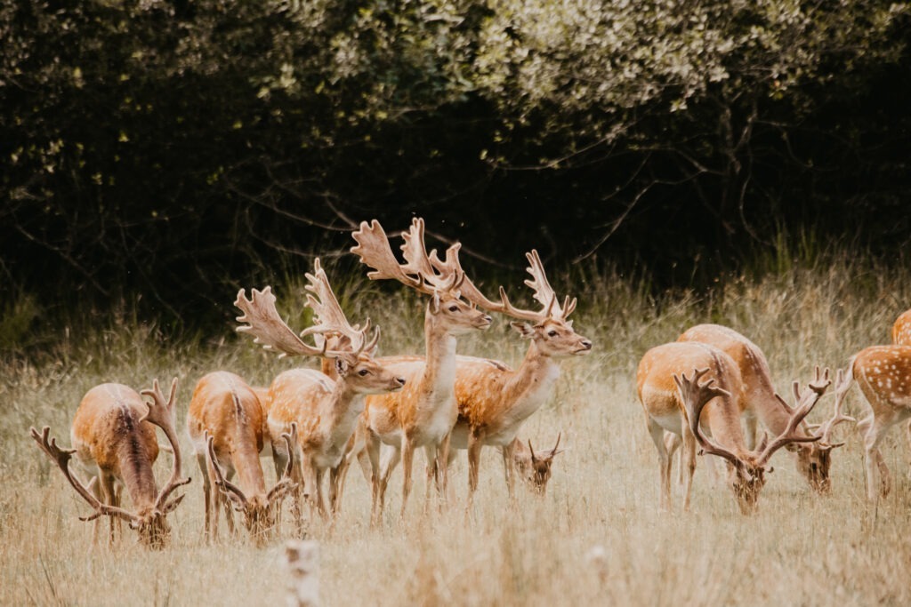 Bolderwood deer sanctuary in the new forest, photography by kelly jean.