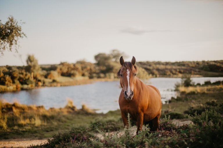 New Forest Photography: A Beginners Guide