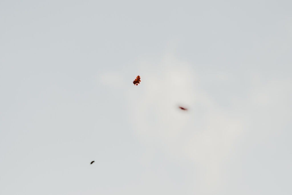 Photograph of a leaf falling down, taken from below