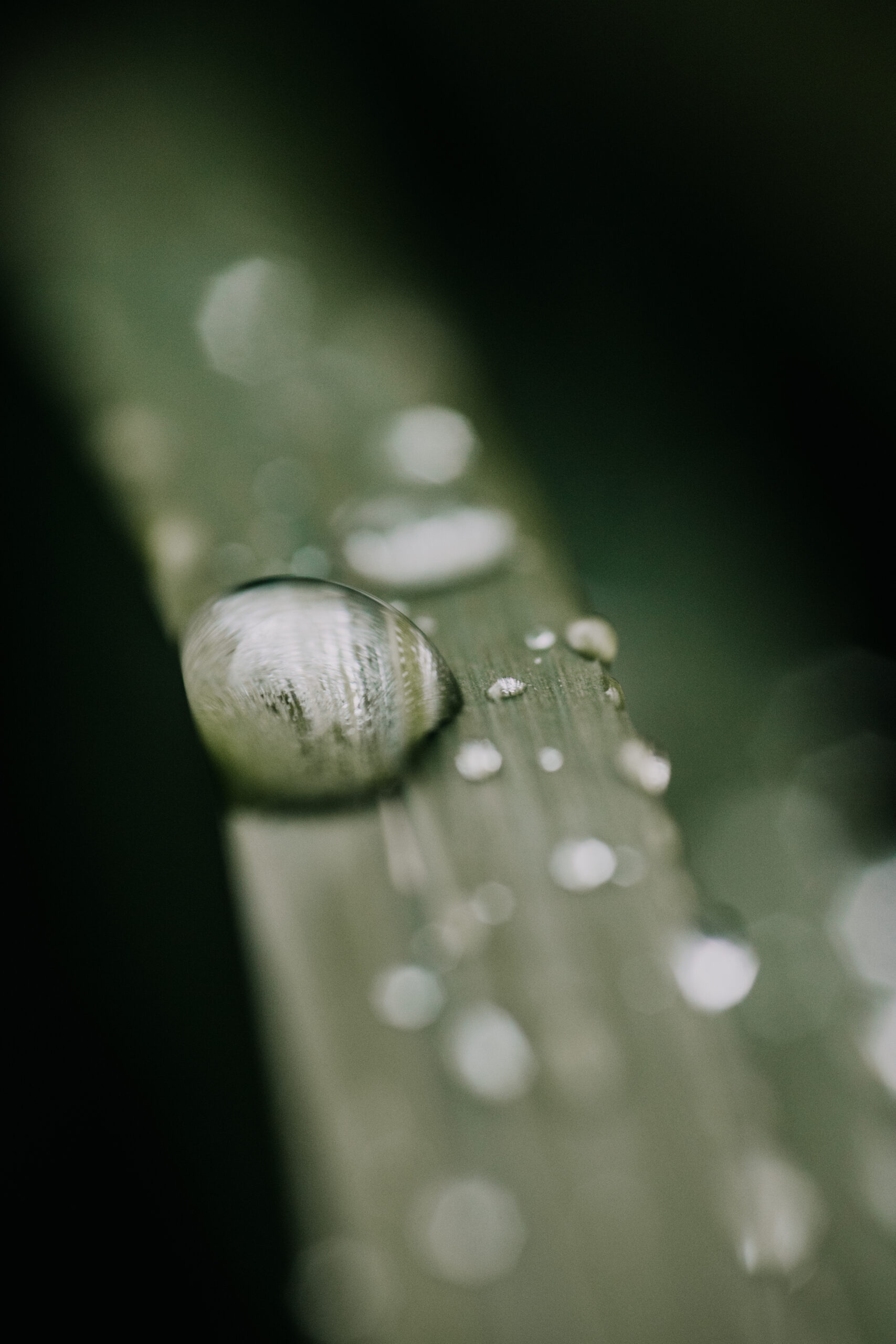 Rain photography - macro photo of raindrop on blade of grass