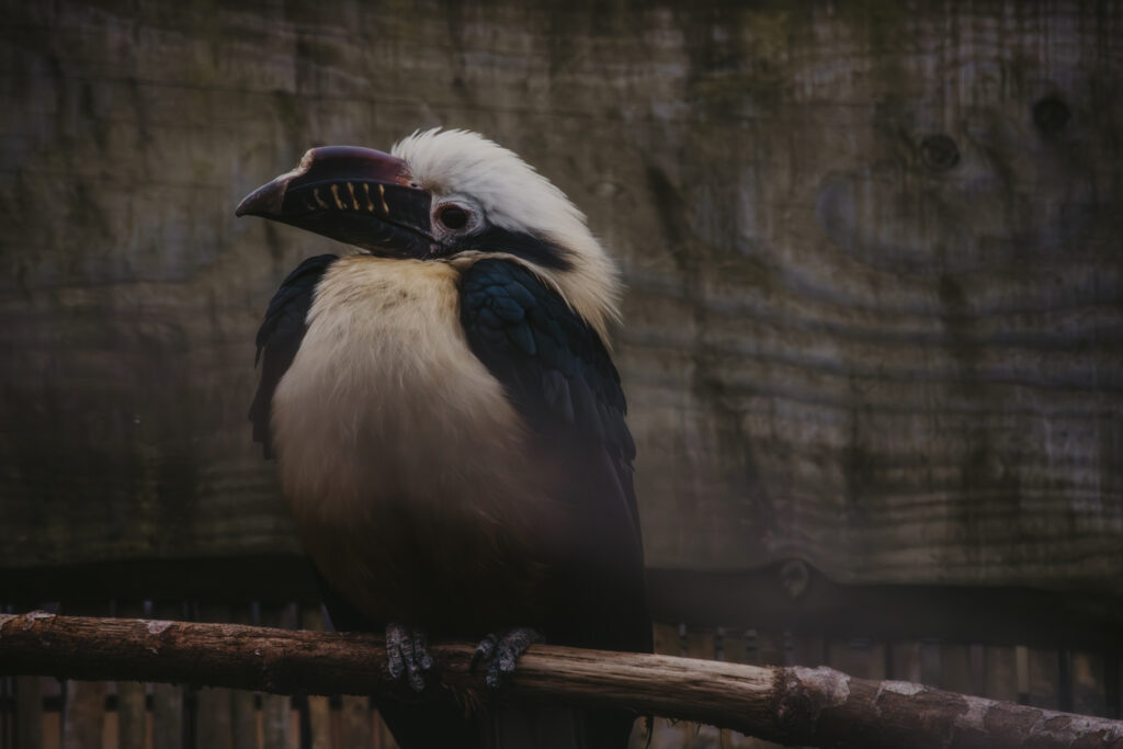 Bird photography In Bristol