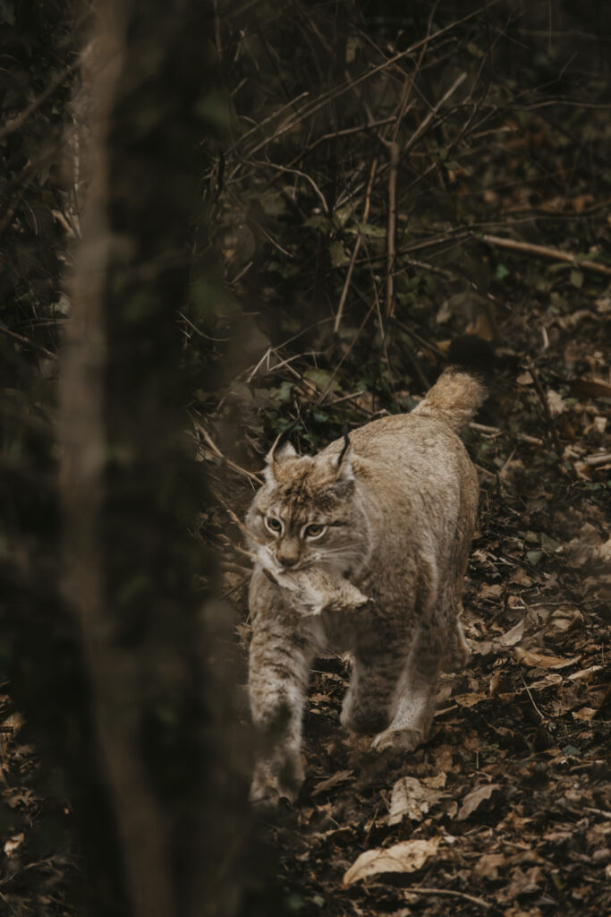 Lynx eating its dinner