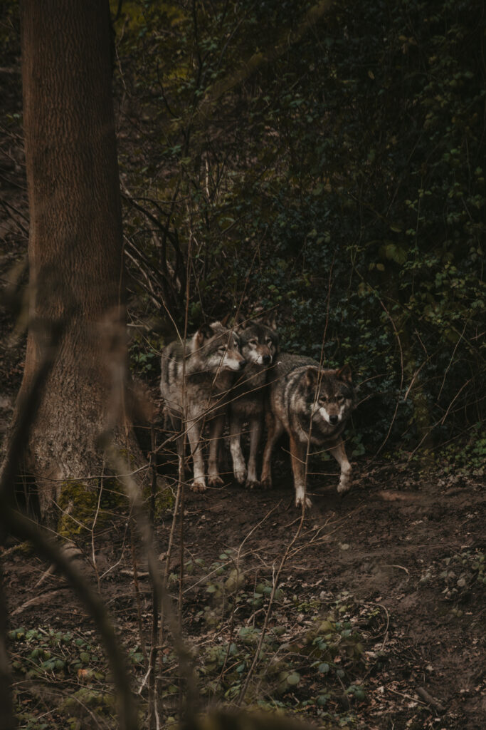 Wolves at the bristol zoo project