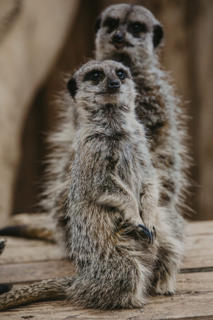 Meerkats at Bristol Zoo Project