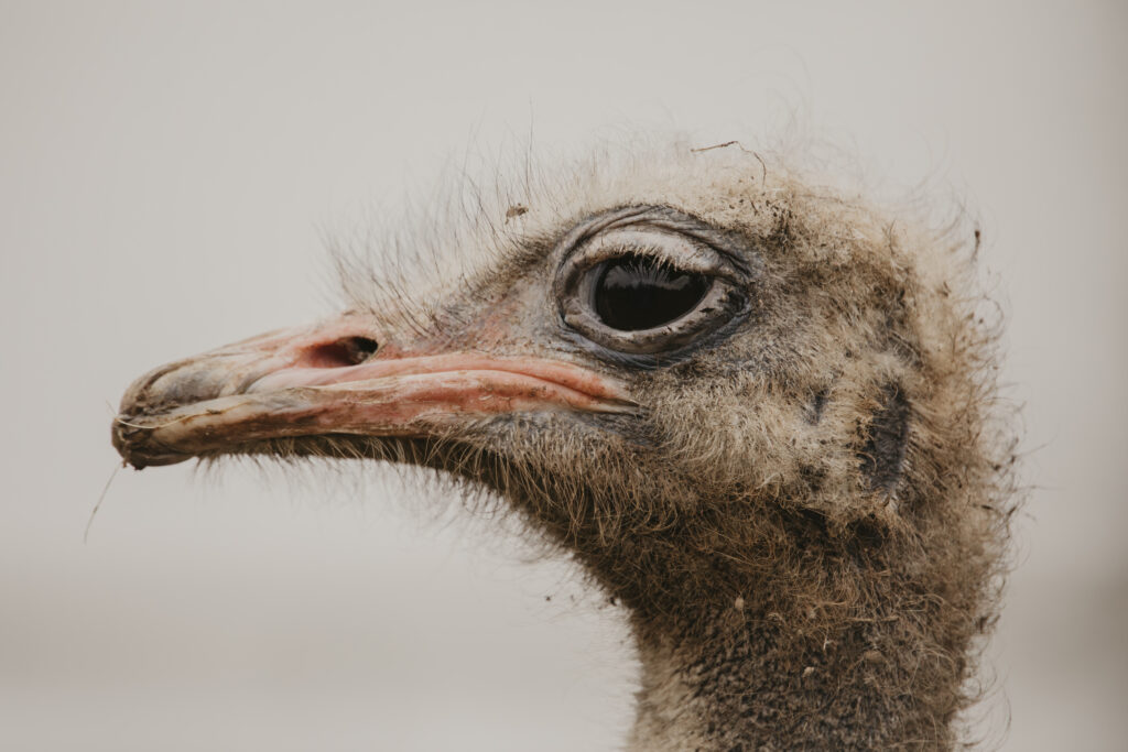 Ostrich at Bristol Zoo Project