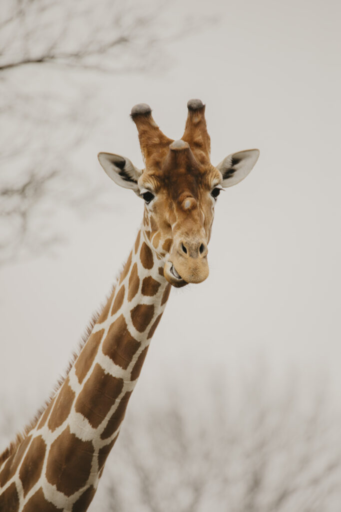Zoo Photography Tips For Beginners - Picture of a Giraffe at Bristol Zoo Project