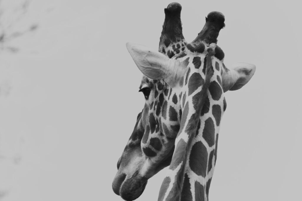 Giraffe in black and white