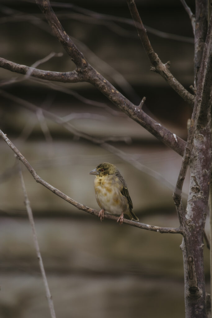 Weaver bird at bristol zoo project
