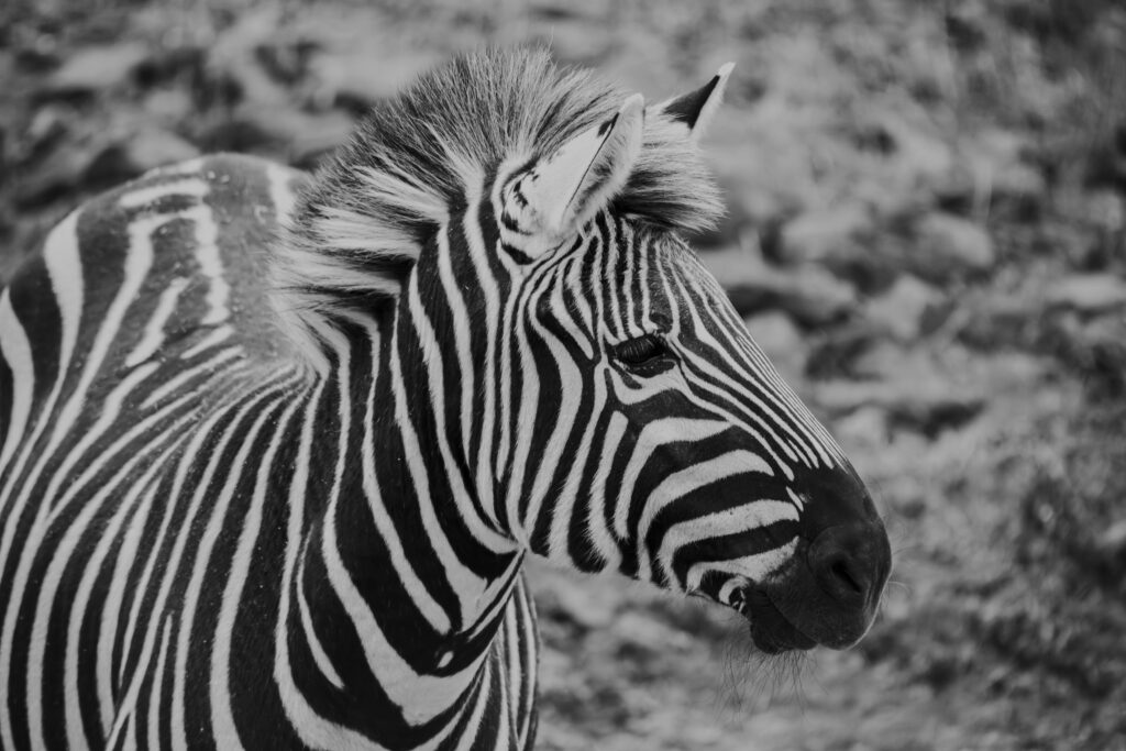 Zoo Photography Tips For Beginners - Picture of a zebra in black and white