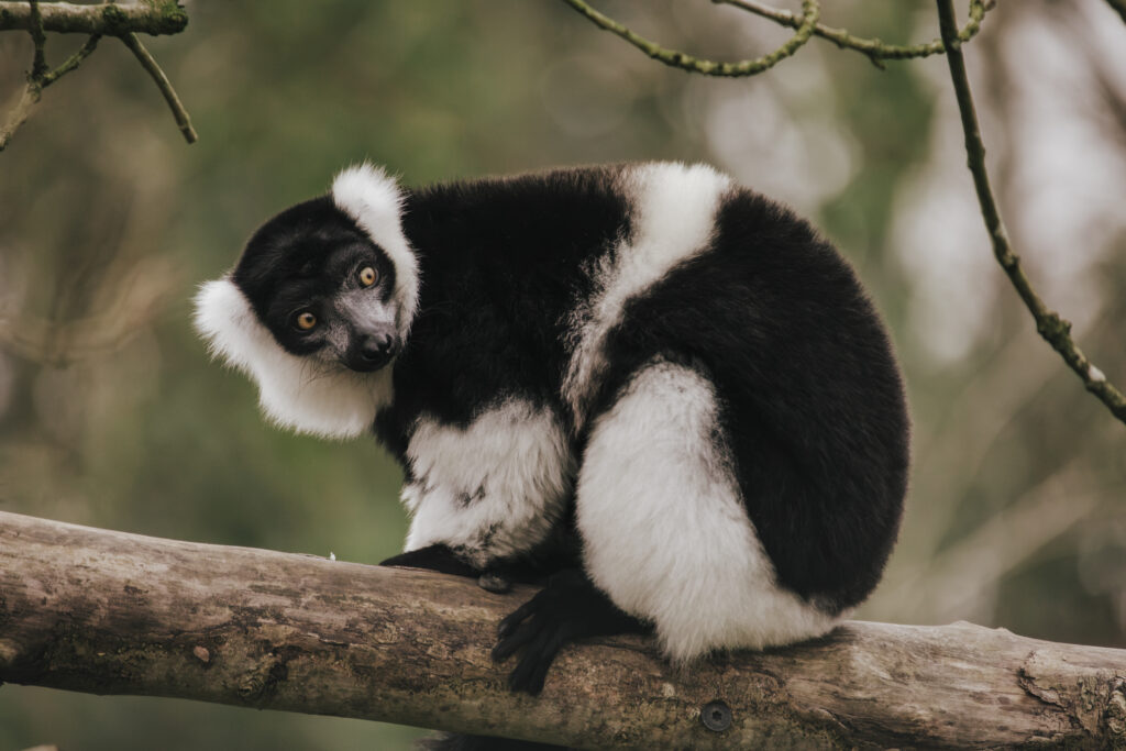 Photograph from the Lemur Walkthrough at Bristol Zoo Project
