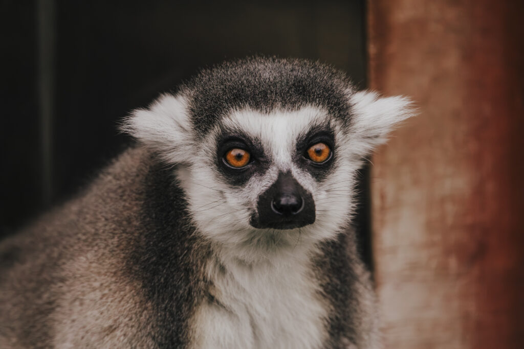Lemur walkthrough in bristol