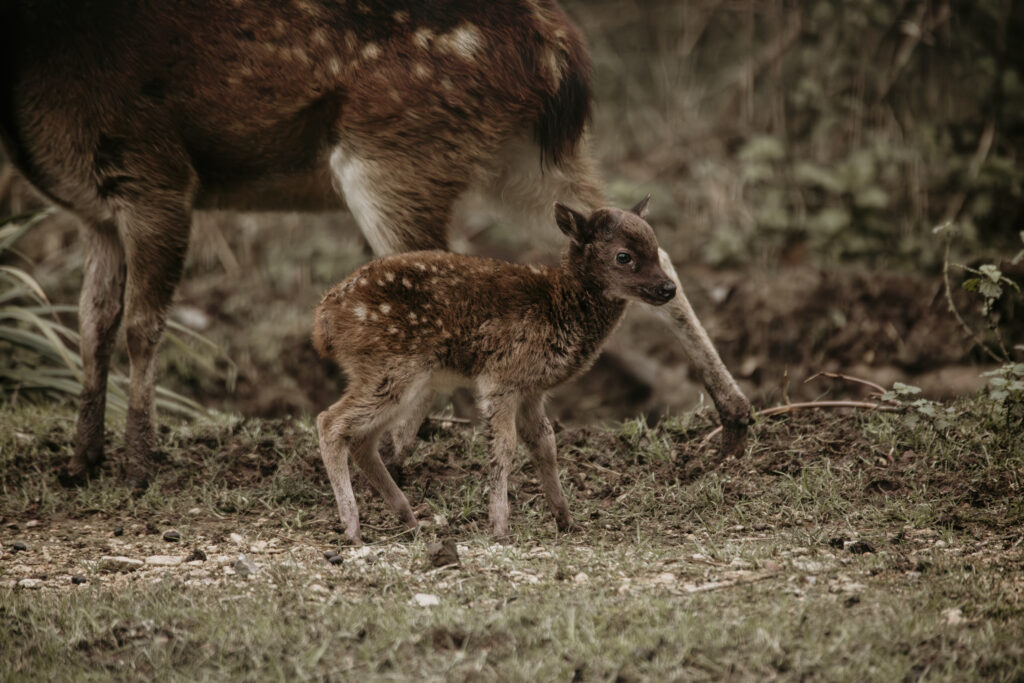 Zoo Photography Tips - Spotted deer fawn in Bristol Zoo Project