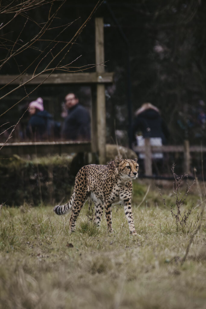 Cheetah with people in background