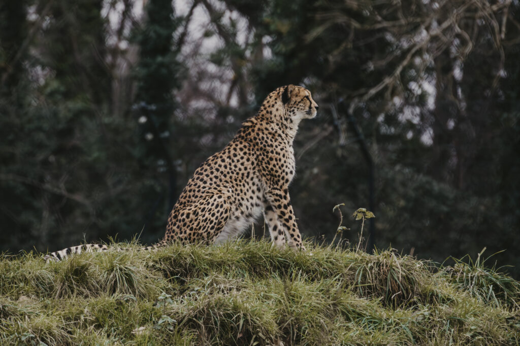Cheetah sat on grass mound