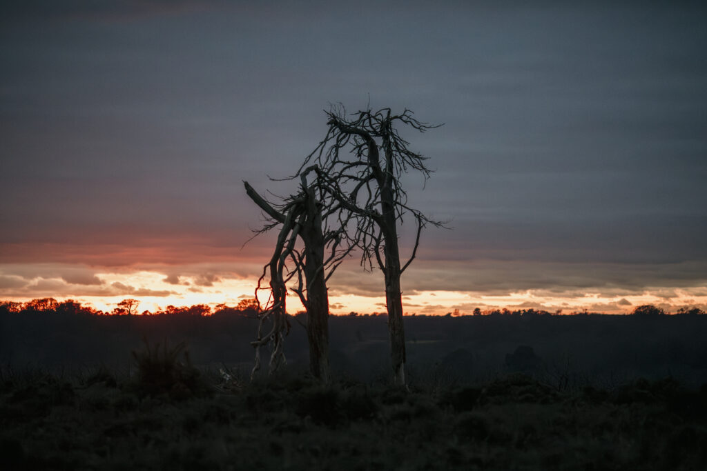 Picture of just after sunset at the New Forest