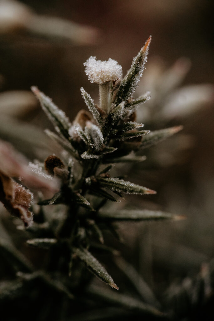 Winter Photography Ideas Without Snow
