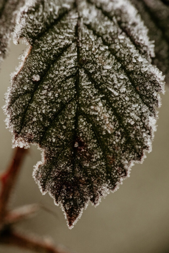 Close up of leaf with frost