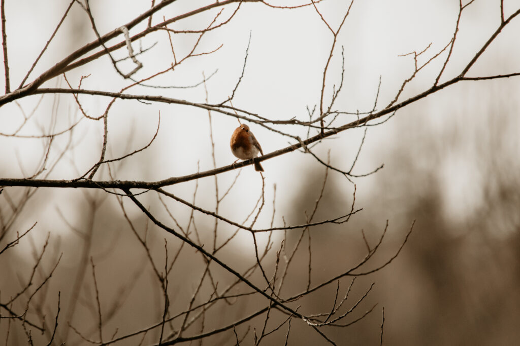Robin sitting on a bare branch