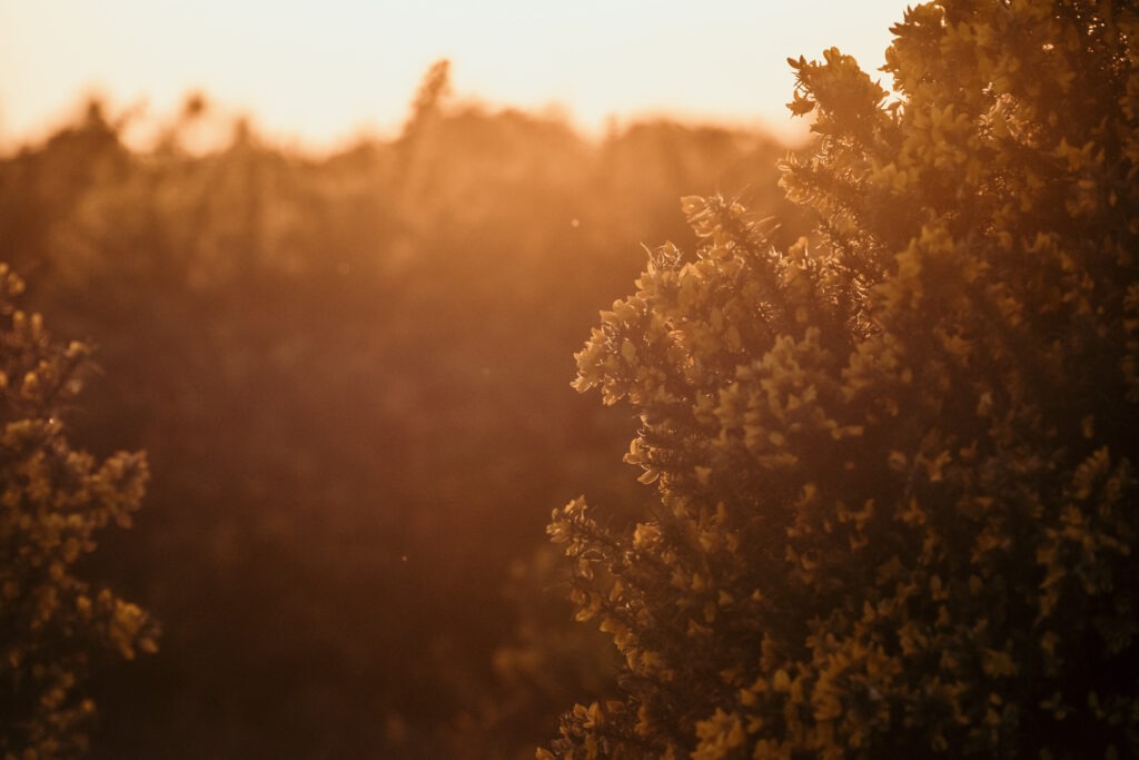 Example of using light as a subject. A photograph of a gorse bush in golden hour